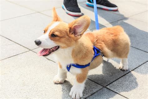 pembroke welsh corgi for adoption